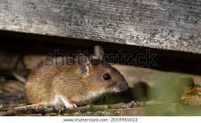 Attēlu rezultāti vaicājumam “Apodemus flavicollis”