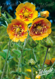 Attēlu rezultāti vaicājumam “Potentilla arenaria flower”