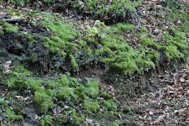 Attēlu rezultāti vaicājumam “Campylopus introflexus”