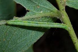 Attēlu rezultāti vaicājumam “Anticollix sparsata”