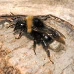 Attēlu rezultāti vaicājumam “Psithyrus sylvestris”