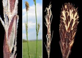 Attēlu rezultāti vaicājumam “Carex pilosa”