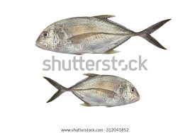 Image result for Caranx ignobilis