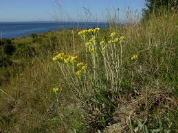 Attēlu rezultāti vaicājumam “Helichrysum arenarium bud”