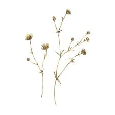 Attēlu rezultāti vaicājumam “Ranunculus acris fruit”