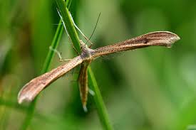 Attēlu rezultāti vaicājumam “Stenoptilia pterodactyla”