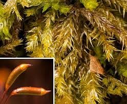 Attēlu rezultāti vaicājumam “Callicladium haldanianum sporophyte”