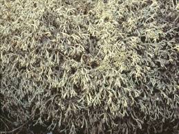 Attēlu rezultāti vaicājumam “Cladonia mitis”