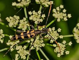 Attēlu rezultāti vaicājumam “Leptura annularis”
