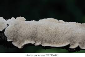 Attēlu rezultāti vaicājumam “Schizopora paradoxa”