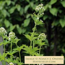 Attēlu rezultāti vaicājumam “Carex dioica male flower”