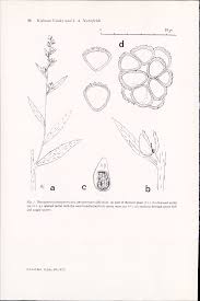 Attēlu rezultāti vaicājumam “Diderma ochraceum young”