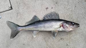 Image result for Sander vitreus