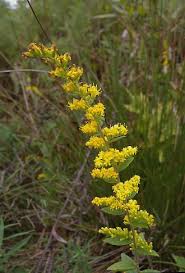Attēlu rezultāti vaicājumam “Solidago canadensis leaf”