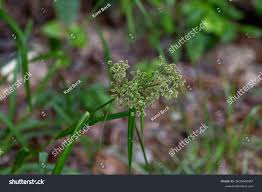 Attēlu rezultāti vaicājumam “Scirpus sylvaticus fruit”
