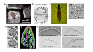 Attēlu rezultāti vaicājumam “Physarum nitens plasmodium”