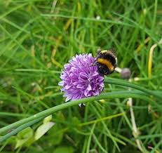 Attēlu rezultāti vaicājumam “Allium schoenoprasum flower”
