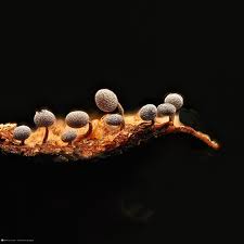 Attēlu rezultāti vaicājumam “Physarum oblatum macro”