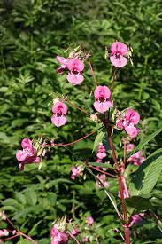 Attēlu rezultāti vaicājumam “Impatiens glandulifera leaf”