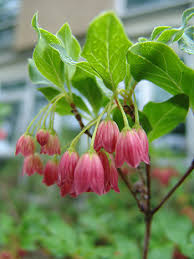 Attēlu rezultāti vaicājumam “Enkianthus chinensis flower”