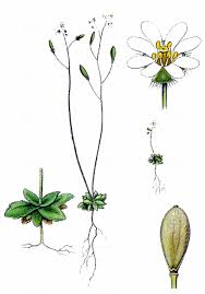 Attēlu rezultāti vaicājumam “Erophila verna”