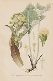 Attēlu rezultāti vaicājumam “Petasites spurius flower”