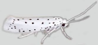 Attēlu rezultāti vaicājumam “Yponomeutidae”