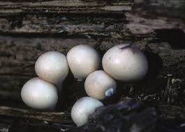 Attēlu rezultāti vaicājumam “Lycoperdon pyriforme young”