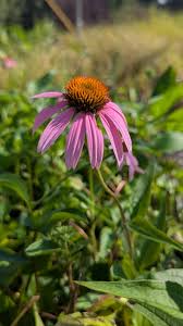 Image result for Echinacea purpurea