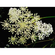 Attēlu rezultāti vaicājumam “Peucedanum palustre leaf”