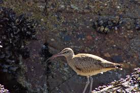 Attēlu rezultāti vaicājumam “Numenius phaeopus adult”