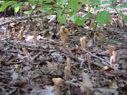 Attēlu rezultāti vaicājumam “Clavariadelphus pistillaris”
