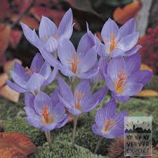 Attēlu rezultāti vaicājumam “Crocus speciosus”