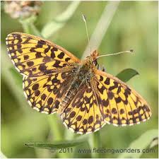 Attēlu rezultāti vaicājumam “Boloria dia”