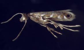 Attēlu rezultāti vaicājumam “Gracillariidae”