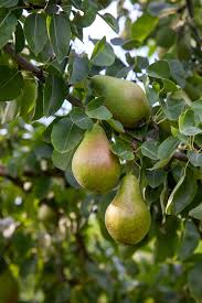 Attēlu rezultāti vaicājumam “Pyrus communis fruit”