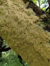 Attēlu rezultāti vaicājumam “Sarcodontia crocea”