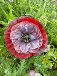 Image result for Papaver rhoeas 'Shirley'