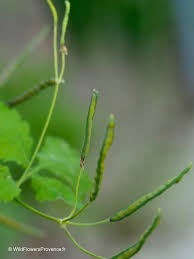 Image result for Chelidonium majus