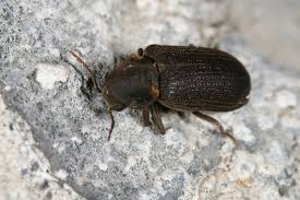 Attēlu rezultāti vaicājumam “Anobium pertinax”