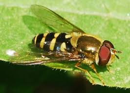 Attēlu rezultāti vaicājumam “Syrphus sp. imago”