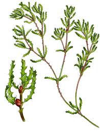 Attēlu rezultāti vaicājumam “Najadaceae”