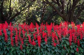 Image result for Salvia splendens