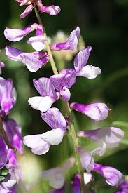 Attēlu rezultāti vaicājumam “Vicia tenuifolia flower”