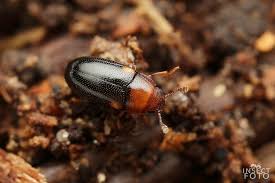 Attēlu rezultāti vaicājumam “Dacne bipustulata”