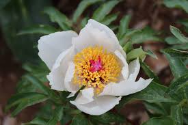 Attēlu rezultāti vaicājumam “Paeoniaceae”