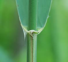 Attēlu rezultāti vaicājumam “Phragmites communis leaf”