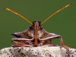 Attēlu rezultāti vaicājumam “Pinthaeus sanguinipes imago”