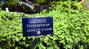 Attēlu rezultāti vaicājumam “Conocephalum”