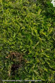 Attēlu rezultāti vaicājumam “Odontoschisma sphagni”